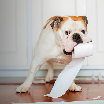 bulldog chewing on roll of toilet paper
